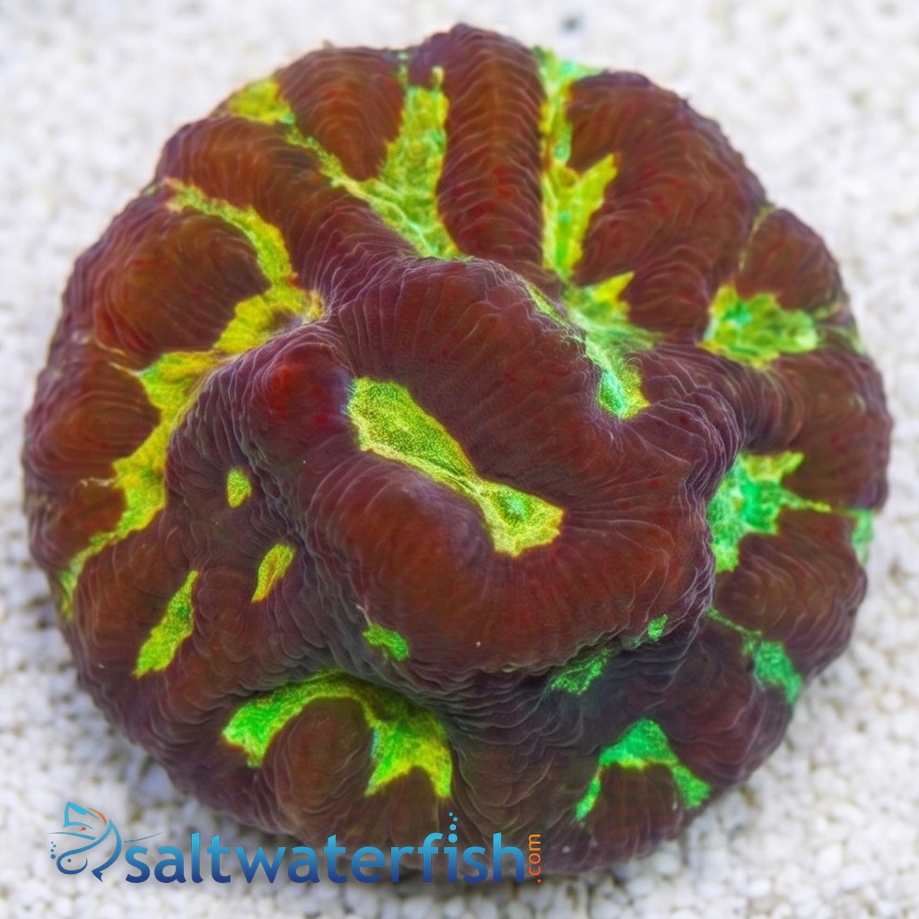 Platygyra Maze: Gold/Yellow - Aquacultured