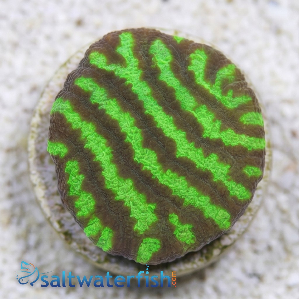 Platygyra Maze: Colored - Australia