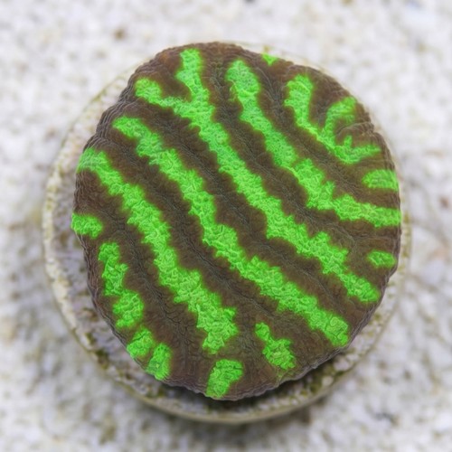Platygyra Maze: Colored - Australia