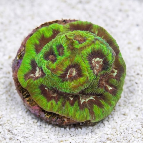 Platygyra Maze: Frank Zappa - Aquacultured