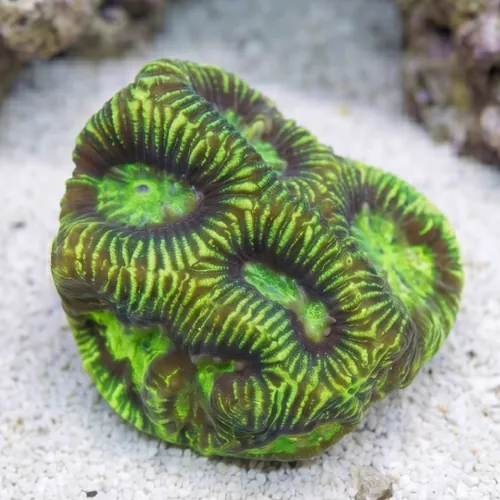 Platygyra Maze: Neon Green - Aquacultured