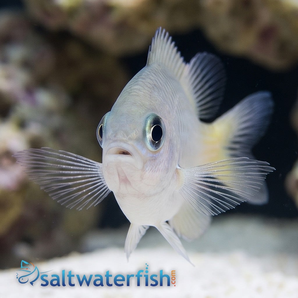 Bright-Eye Damsel