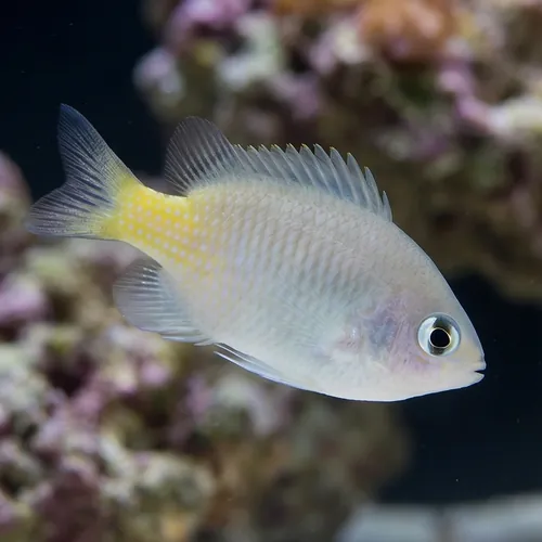 Bright-Eye Damsel