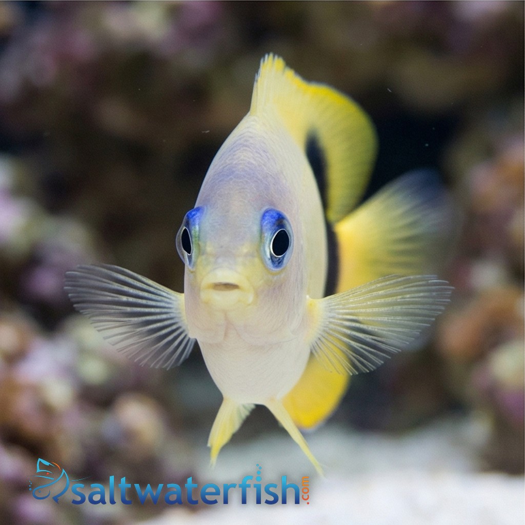 Johnston Damsel