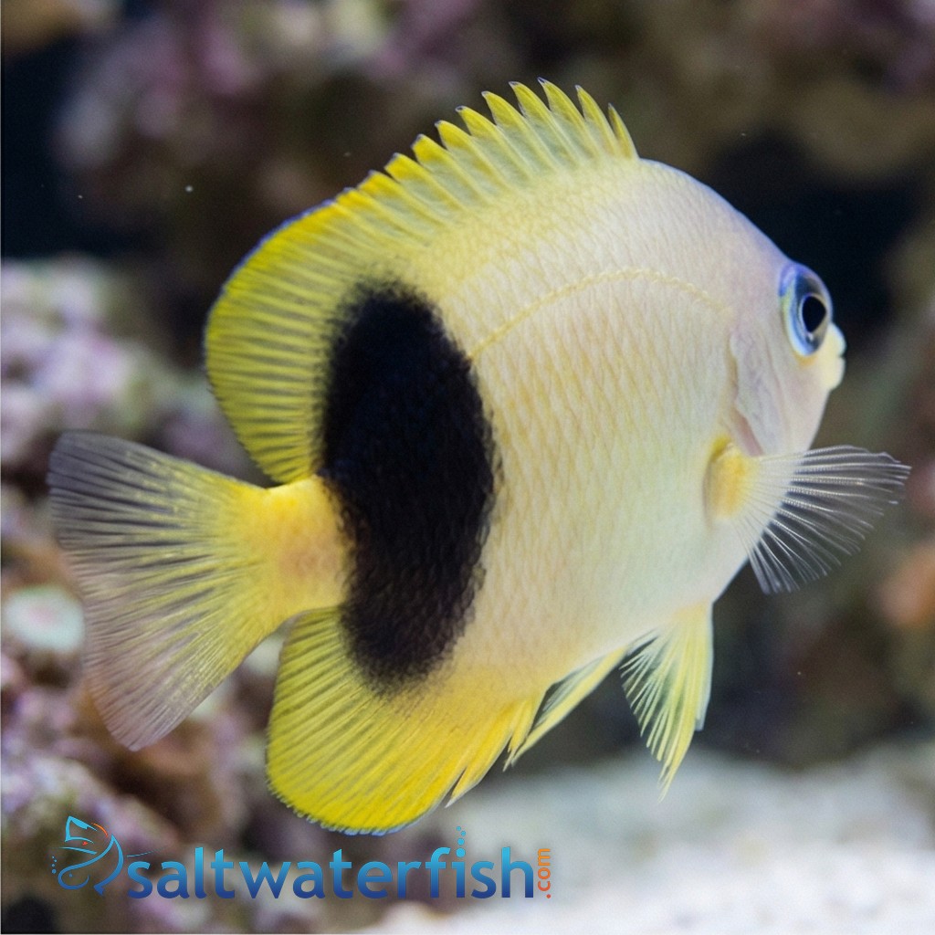 Johnston Damsel