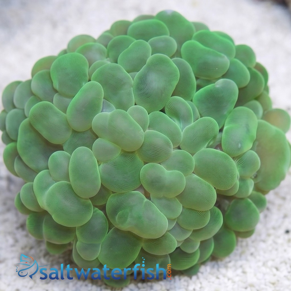 Bubble Coral: Green