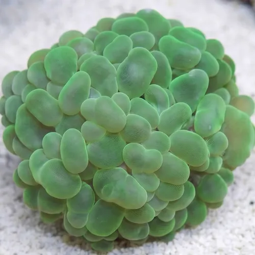 Bubble Coral: Green