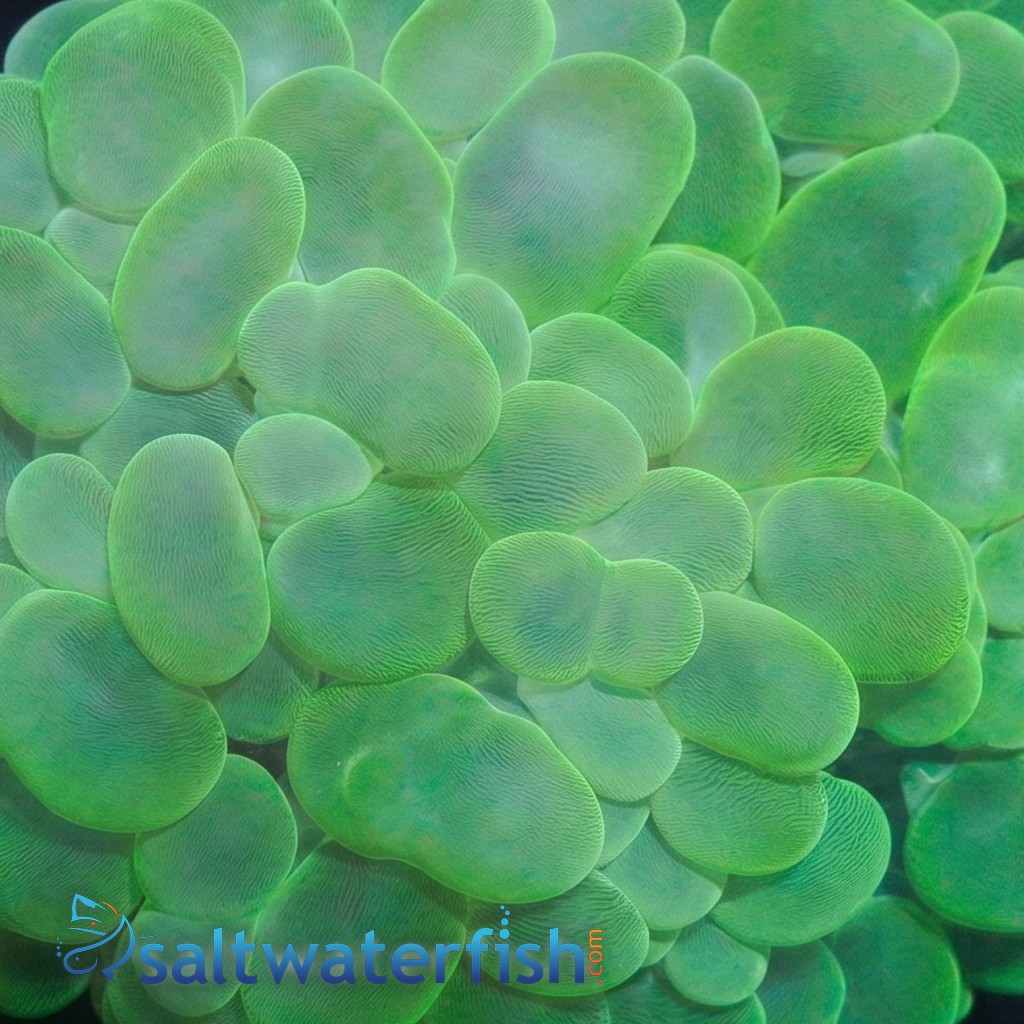 Large Bubble Coral: Green - Aquacultured