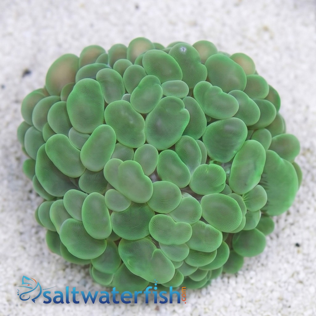 Large Bubble Coral: Green - Aquacultured