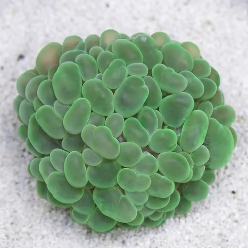 Large Bubble Coral: Green - Aquacultured