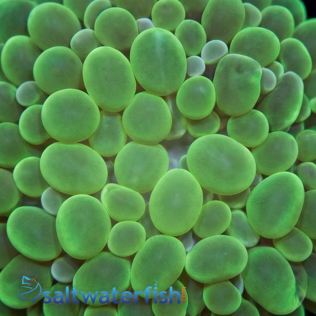 Large Bubble Coral: Green - Australia