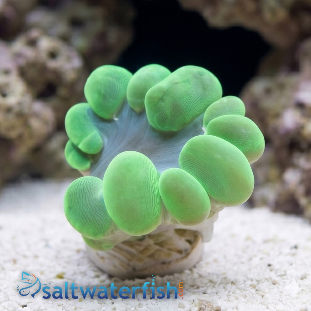 Large Bubble Coral: Green - Australia