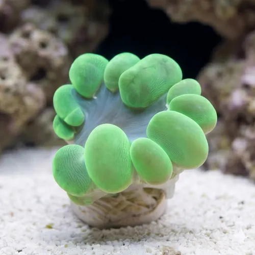 Large Bubble Coral: Green - Australia