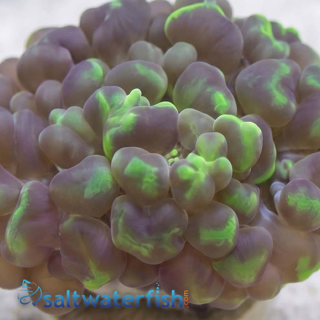 Large Bubble Coral - Australia