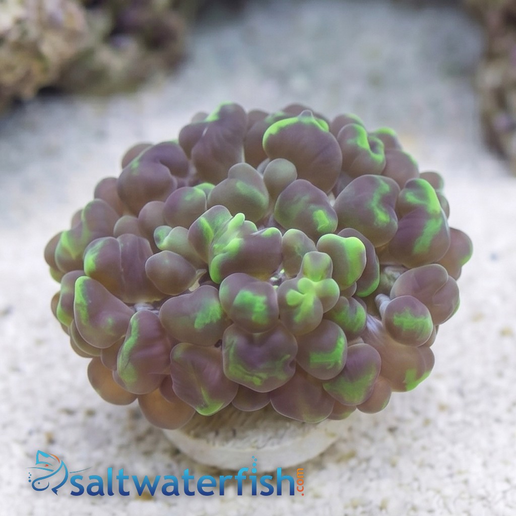 Large Bubble Coral - Australia
