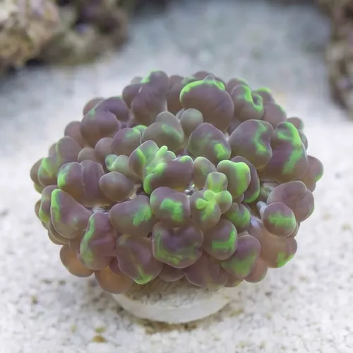 Large Bubble Coral - Australia