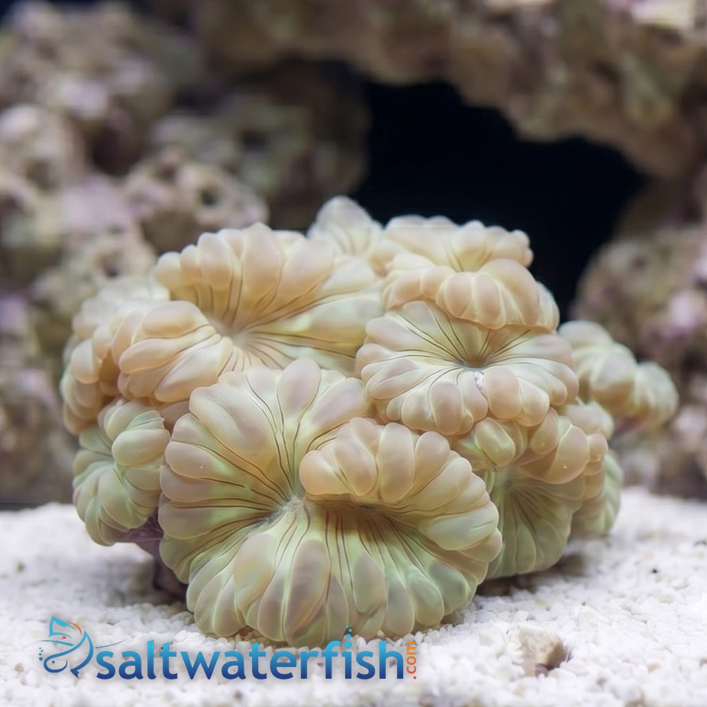 Fox Coral - Lps - Coral