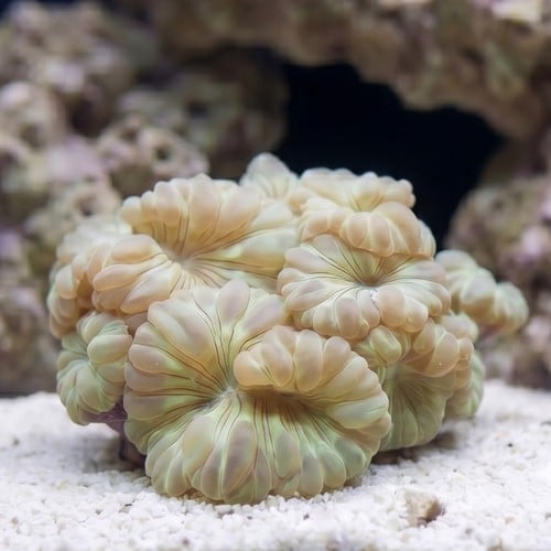 Fox Coral