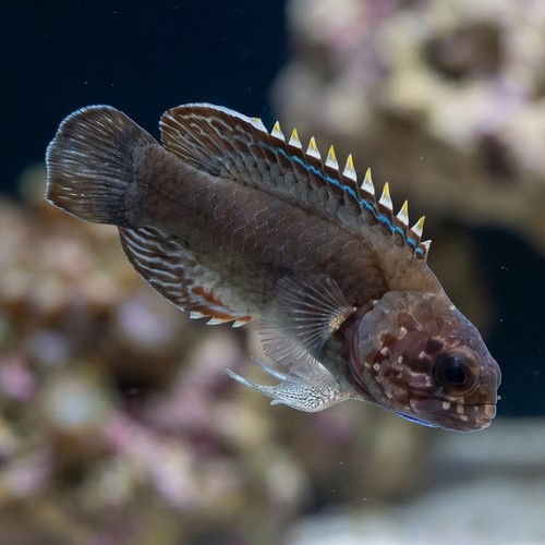 Blue Gill Longfin Grouper