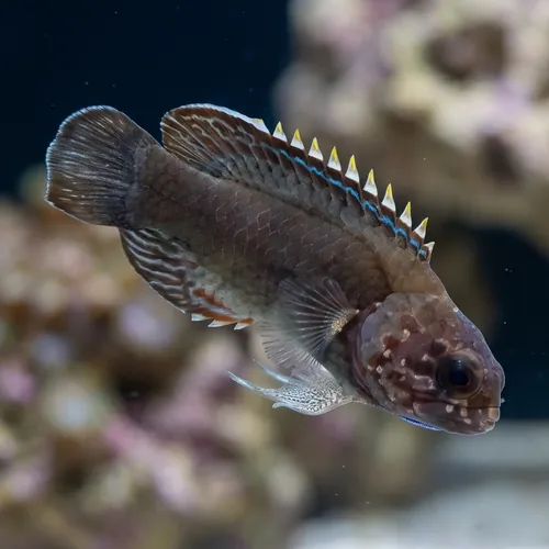 Blue Gill Longfin Grouper