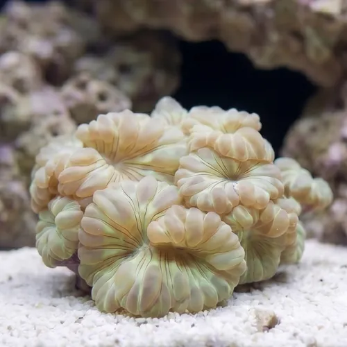 Fox Coral - Aquacultured