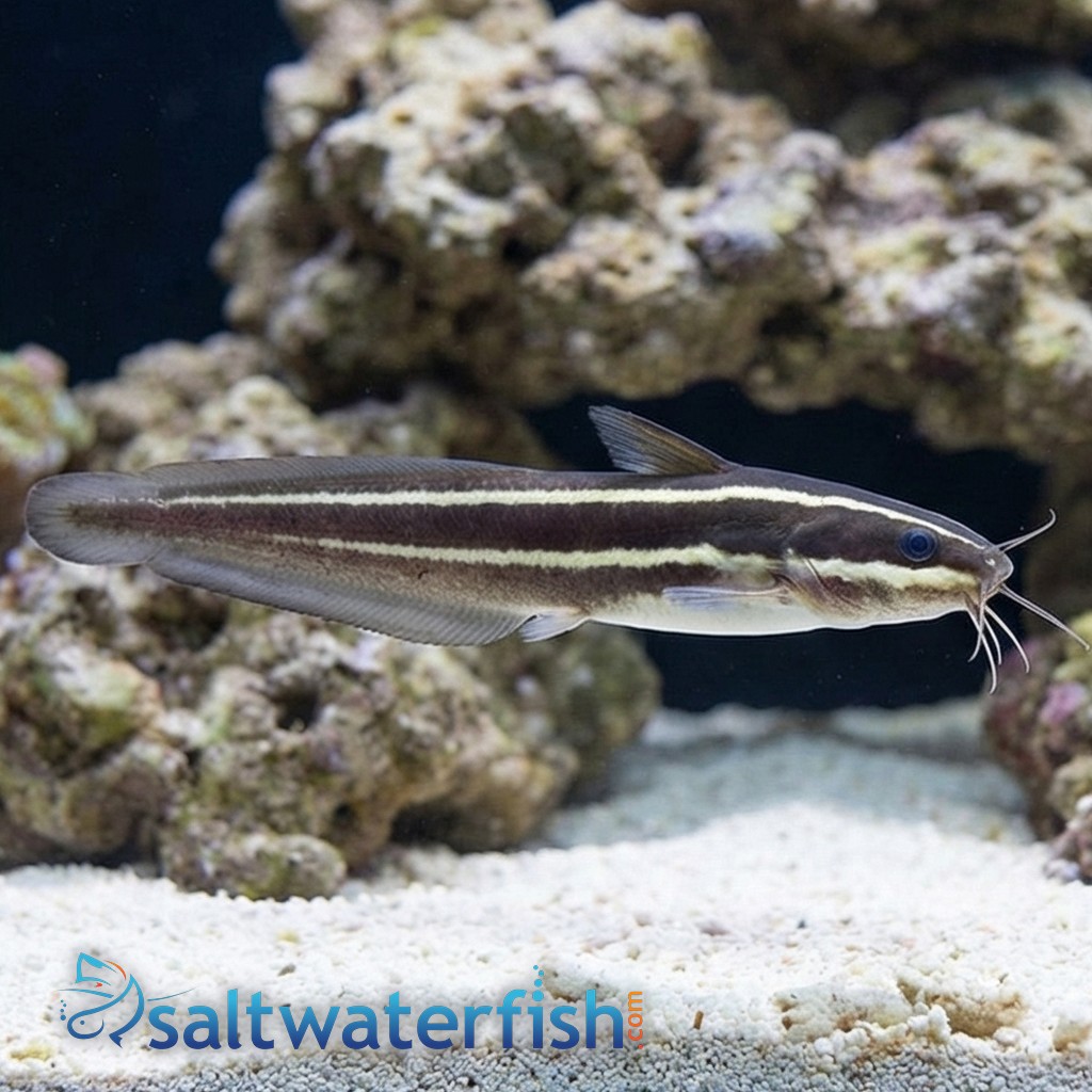 Coral Catfish - Venomous