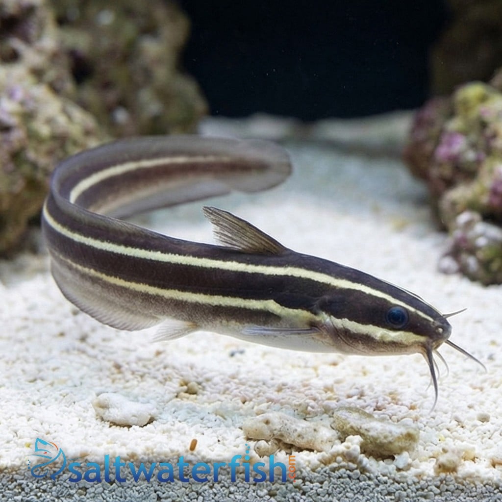Coral Catfish - Venomous
