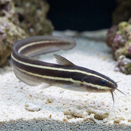 Coral Catfish - Venomous