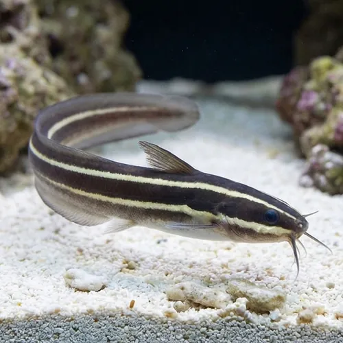 Coral Catfish - Venomous