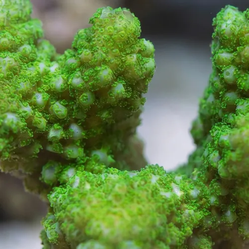 Pocillopora Coral Aquacultured: Green