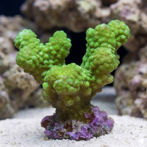 Pocillopora Coral: Green