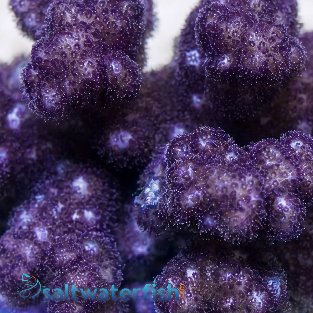 Pocillopora Coral: Red/Pink 