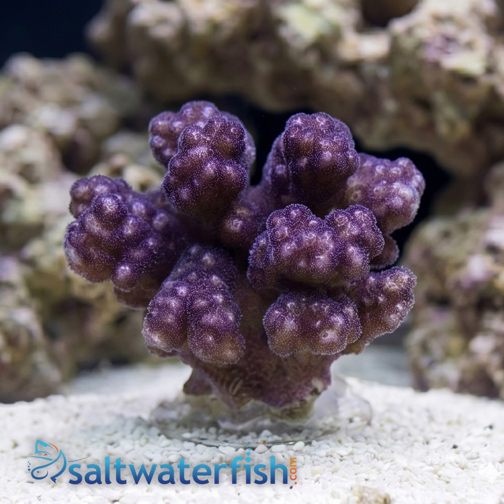 Pocillopora Coral: Red/Pink 