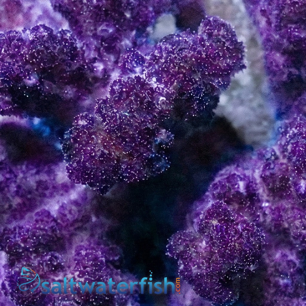 Pocillopora Coral: Colored - Aquacultured