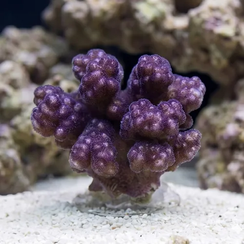 Pocillopora Coral: Red/Pink - Aquacultured