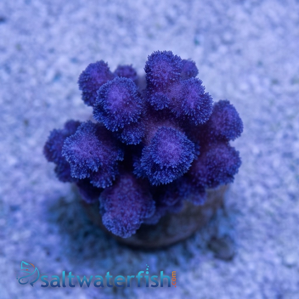 Pocillopora Cauliflower Coral: Colored