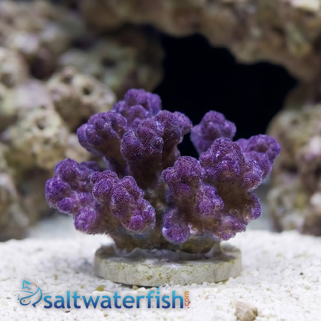 Pocillopora Cauliflower Coral: Colored