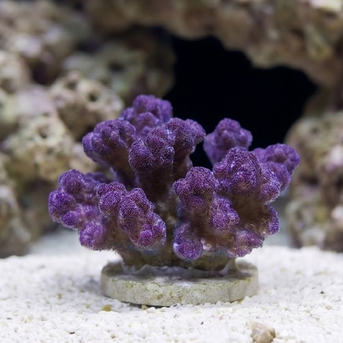Pocillopora Cauliflower Coral: Colored