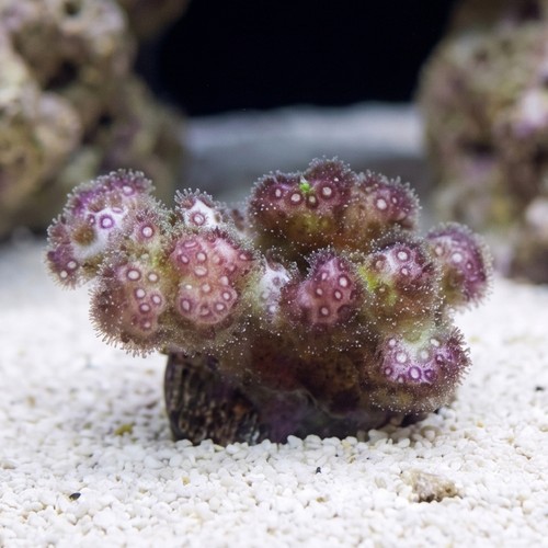 Pocillopora Cauliflower Coral: Rainbow - Aquacultured