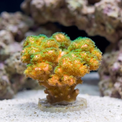 Pocillopora Cauliflower Coral: Fallout - Aquacultured