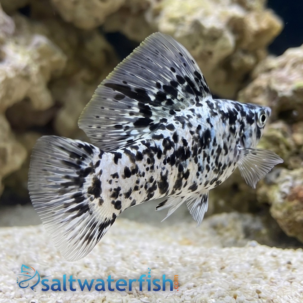 Saltwater Sailfin Molly :Male - Captive bred