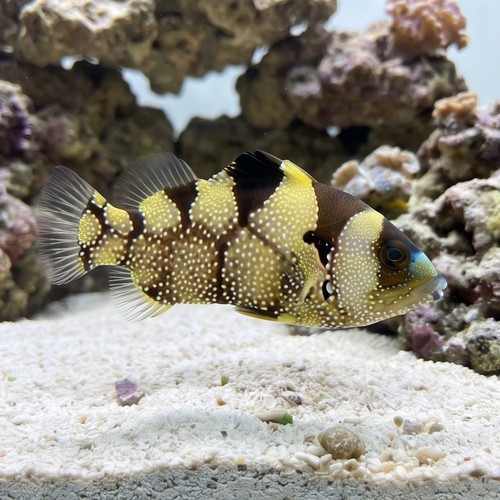 Clown Grouper