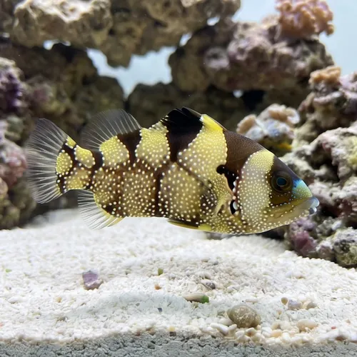 Clown Grouper