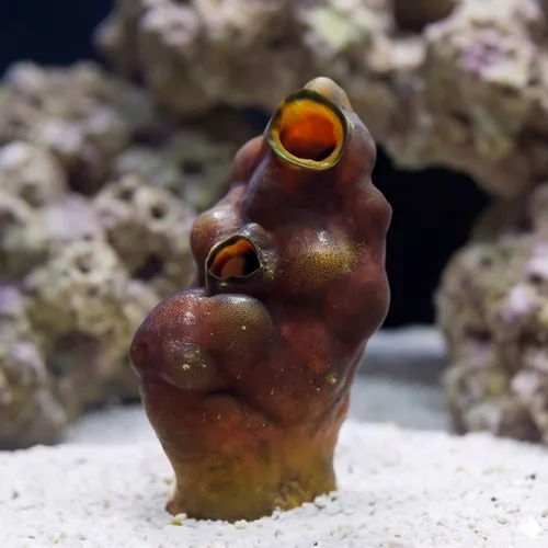 Tunicate: Colored