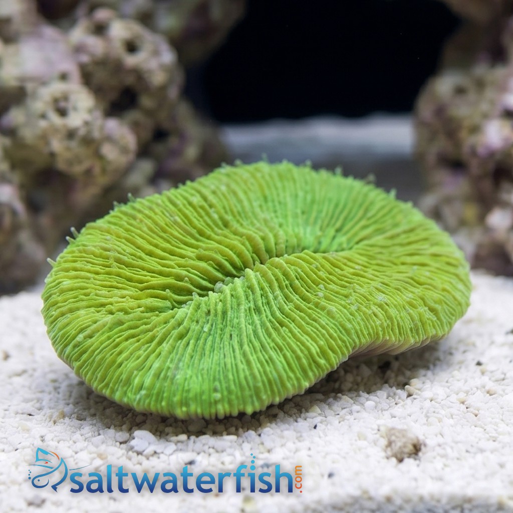 Tongue Coral - Australia