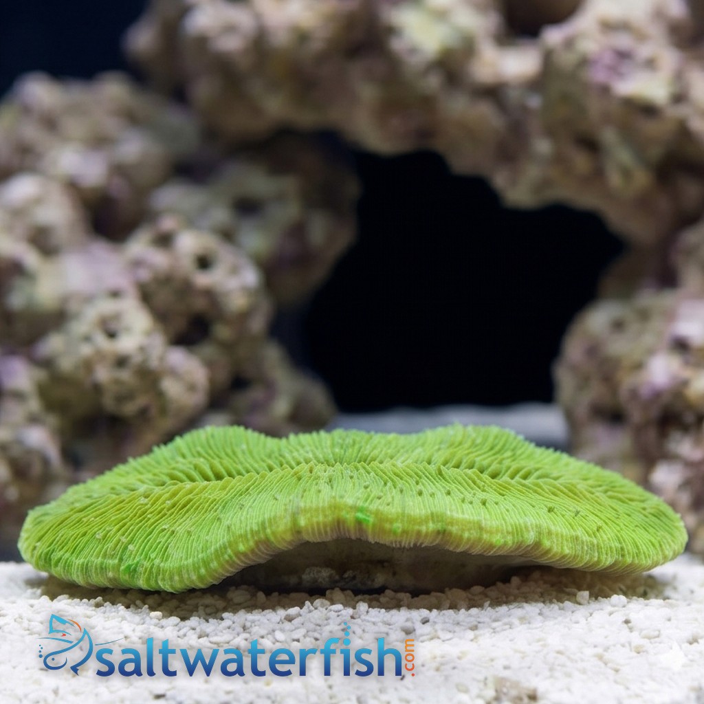 Tongue Coral - Australia