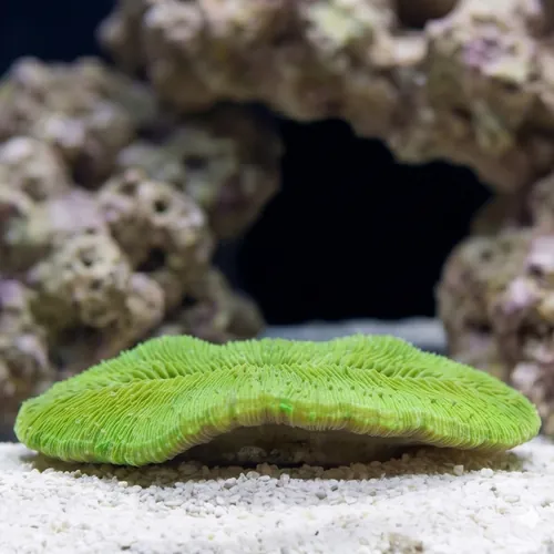 Tongue Coral - Australia