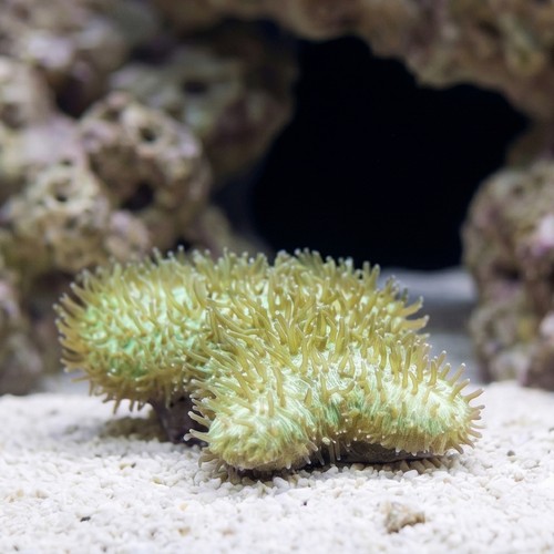 Tongue Coral: Green - Australia
