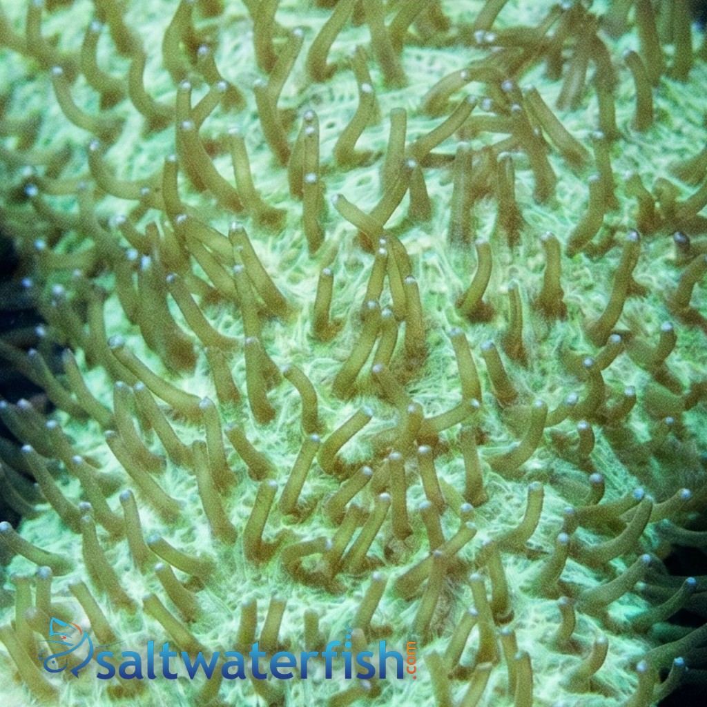 Tongue Coral: Green - Aquacultured
