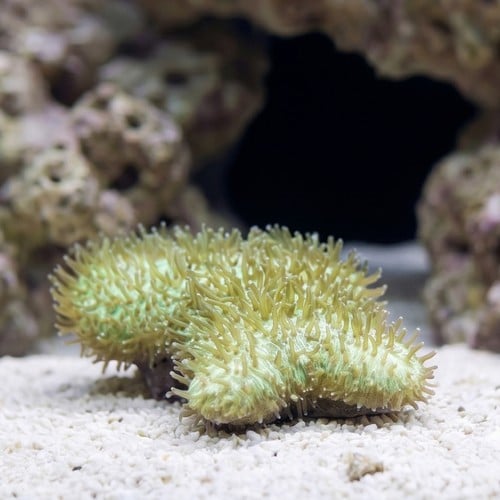 Tongue Coral